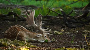 Erkek geyik doğal ortamda boynuzlu geyik. Geyik dama dama. Patlıcan bölgesindeki Vision Park, Fransa. Yavaş çekim