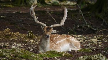 Erkek geyik doğal ortamda boynuzlu geyik. Geyik dama dama. Patlıcan bölgesindeki Vision Park, Fransa. Yavaş çekim