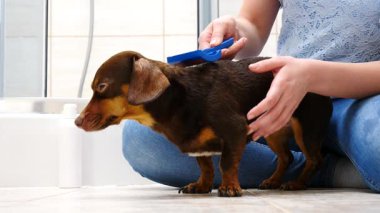 Banyo yaptıktan sonra köpeğini tarayan bir kadın. Hayvanla ilgilenen dişi..