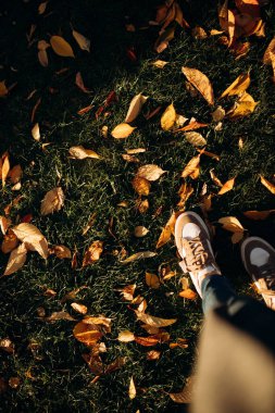sneakers on the grass in autumn