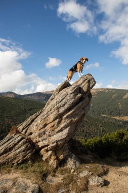 Taş bir dağın tepesinde bir av köpeği duruyor.