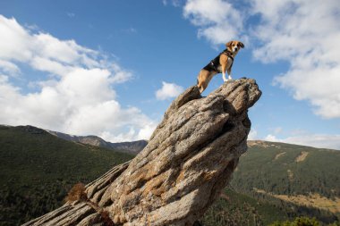 Taş bir dağın tepesinde bir av köpeği duruyor.
