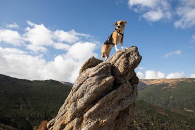 Taş bir dağın tepesinde bir av köpeği duruyor.