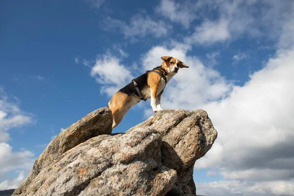 Собака Жук Стоит Вершине Каменной Горы — стоковое фото