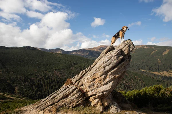 Собака Жук Стоит Вершине Каменной Горы — стоковое фото