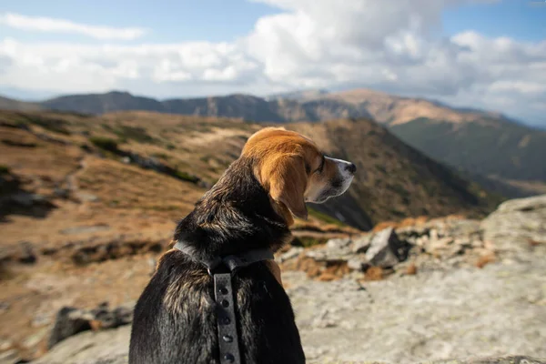 这只狗正坐在山中远足 — 图库照片
