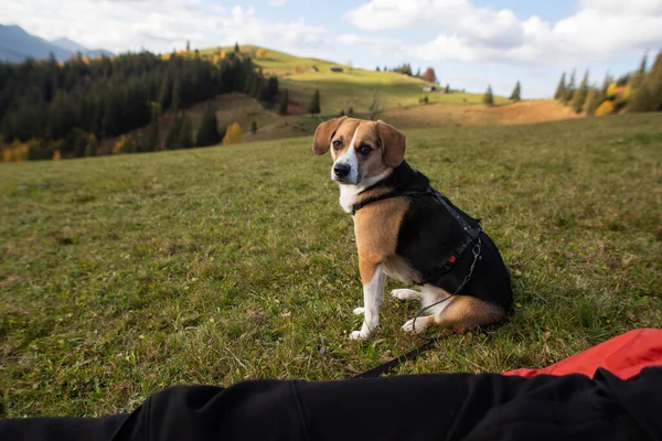 Симпатичная Собака Жук Сидит Поле Горах — стоковое фото