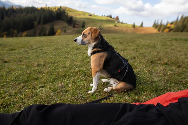 Cute Beagle Dog Sits Field Mountains — Stock Photo, Image