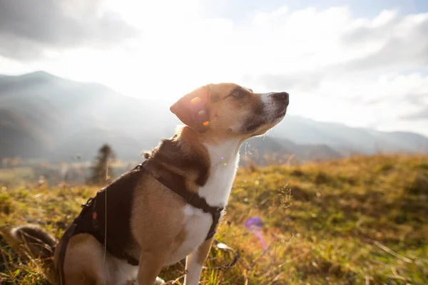Симпатичная Собака Жук Сидит Поле Горах — стоковое фото
