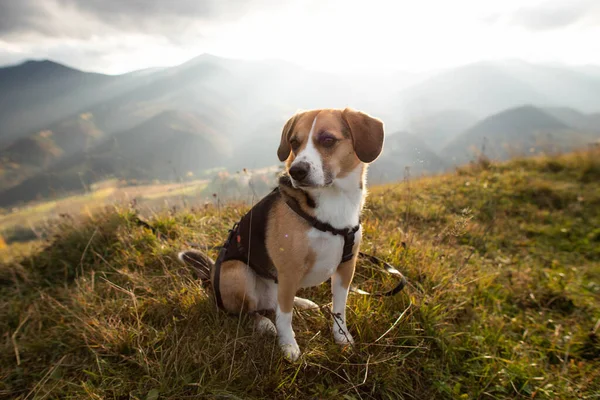 Милий Бігль Собака Сидить Полі Горах — стокове фото
