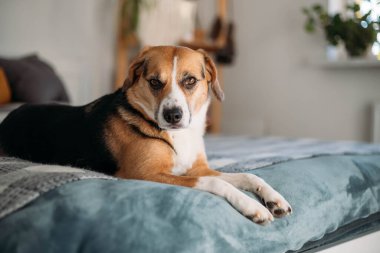 cute beagle dog is lying on the bed