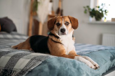 cute beagle dog is lying on the bed