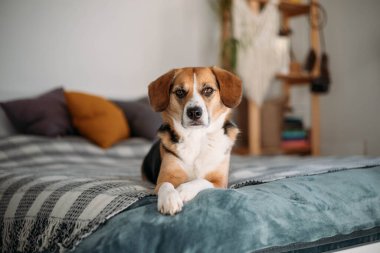 cute beagle dog is lying on the bed