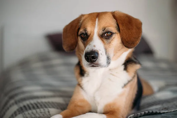 cute beagle dog is lying on the bed