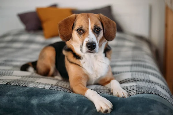 cute beagle dog is lying on the bed