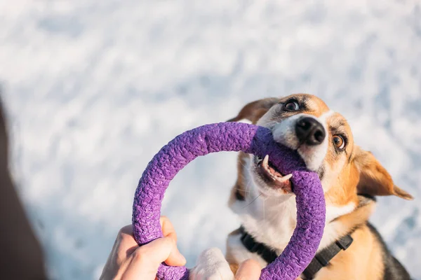 Милий Бігль Собака Розважається Зимовій Прогулянці Ліцензійні Стокові Зображення