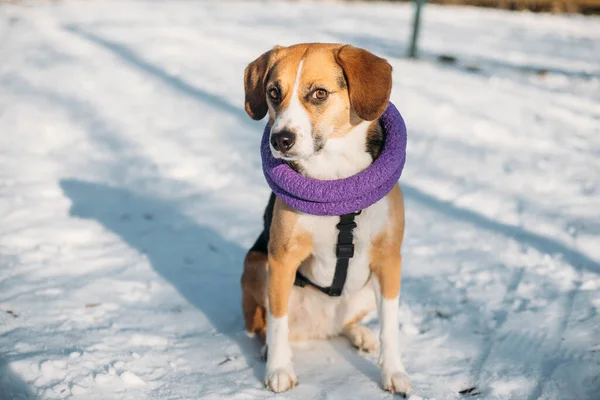 Милий Бігль Собака Розважається Зимовій Прогулянці Ліцензійні Стокові Зображення