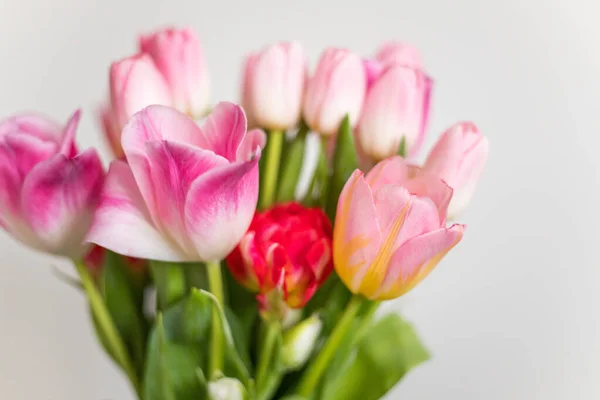 stock image spring flowers pink tulips