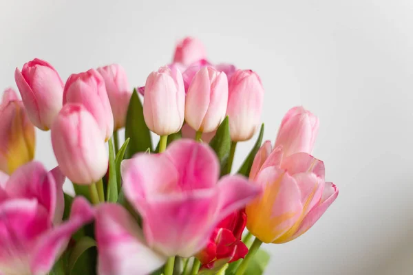 stock image spring flowers pink tulips