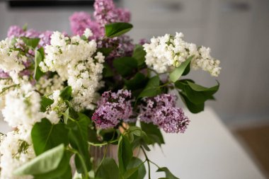 leylak dalları üzerinde beyaz leylak çiçekleri