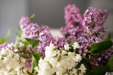 leylak dalları üzerinde beyaz leylak çiçekleri