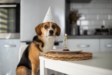 Köpek doğum gününü kutluyor.