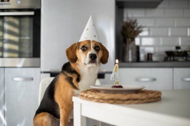Köpek doğum gününü kutluyor.