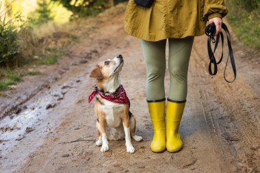 Ormanda yürüyen av köpeği olan genç bir kadın.