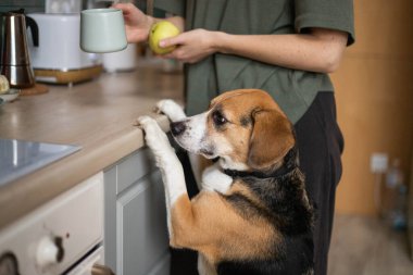 Mutfakta av köpeği olan genç bir kadın.