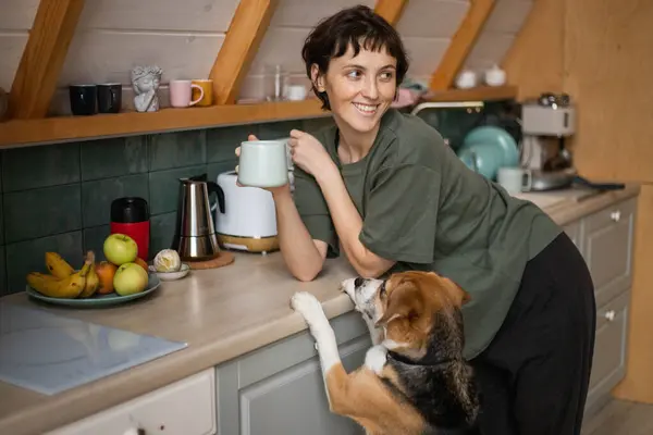 young woman with a beagle dog in the kitchen