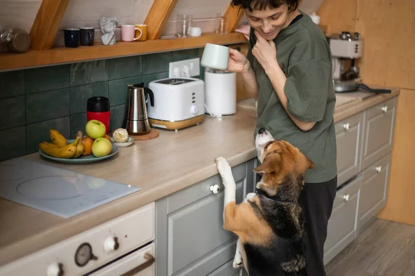 Młoda Kobieta Psem Beagle Kuchni Obraz Stockowy