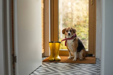 Sarı lastik çizmeler ve güzel bir iç mekanda bir av köpeği.