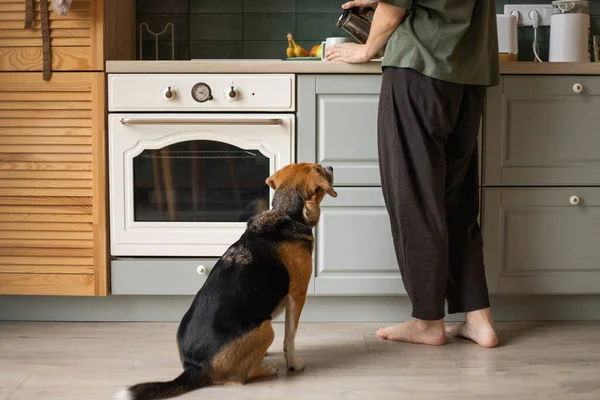 young woman with a beagle dog in the kitchen