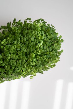 Taze yetişmiş yeşiller beyaz bir tencerede