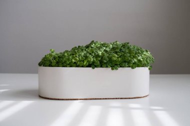 Taze yetişmiş yeşiller beyaz bir tencerede