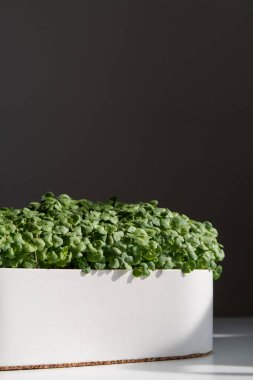 Taze yetişmiş yeşiller beyaz bir tencerede