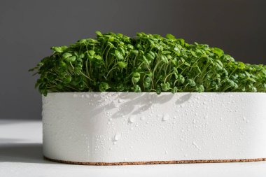 Taze yetişmiş yeşiller beyaz bir tencerede