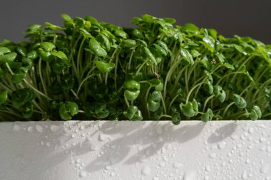 Taze yetişmiş yeşiller beyaz bir tencerede