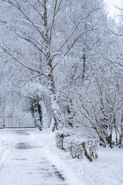 Bir park ya da meydanın kış manzarası. Karla kaplı bir patika, yoğun ağaçların ve çalıların yanında kar ve buzla kaplı.