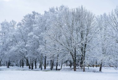 Bir park ya da meydanın kış manzarası. Yoğun dallı ağaçlar karla ve buzla kaplı.