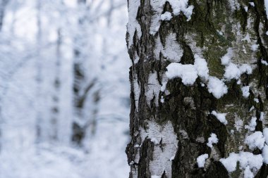 Beyaz huş ağacının gövdesi kış mevsiminde bulanık arka plana odaklanıyor. Ağaç kabuğu dokusu. Güzel huş ağacı gövdesi.