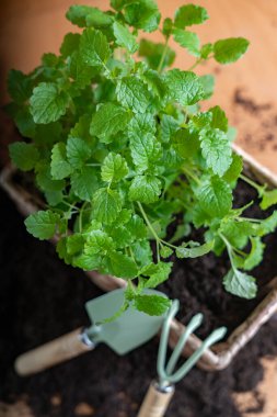 Melissa bitkisinin tohumları hasır bir tencereye ve evde büyümek için bahçe aletlerine ekiliyor. Ev işleri, hobi konsepti..