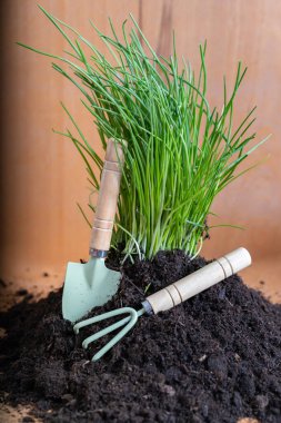 Bahçeyle ilgili aletlerle birlikte yeşil soğanlar filizleniyor. Evde aromatik bitkiler yetişiyor. Bahçe çevirici. Hobi olarak bahçıvanlık.