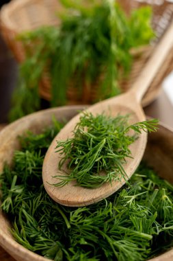 Tahta kaşıkla doğranmış dereotlu taze dereotu. Yemek pişirmek için aromatik bitkiler kavramı.