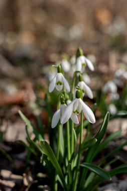 Bulanık orman arka planında beyaz kardelen çiçekleri. Bahçede bahar çiçekleri ve fotokopi alanı. Kardamlası (Galanthus nivalis) parkta çiçek açıyor.