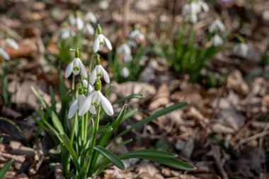 Parkta kar damlası (Galanthus nivalis) çiçek açıyor. Bulanık orman arka planında beyaz kar damlası çiçekleri. 