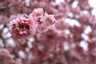 Baharın başında çiçek açan Japon kiraz ağacı. Bulanık pembe arkaplan üzerinde pembe sakura çiçekleri olan bir dal..