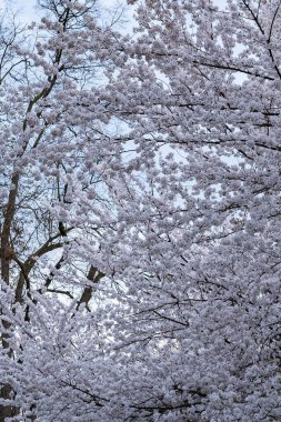 Çiçek açan Japon kiraz dalları açık bir günde gökyüzüne karşı çiçek açar. Çiçek açan ağaçların doğal arka planı. Bahar.