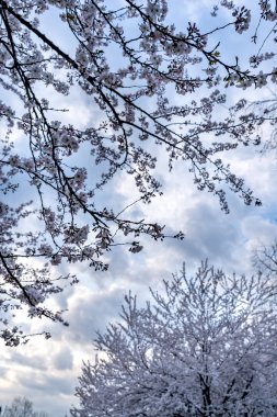 Açık bir günde bulutlu bir gökyüzüne karşı açan kiraz ağaçlarının dalları. Ağaç kaplamalı gökyüzünün doğal arka planı.