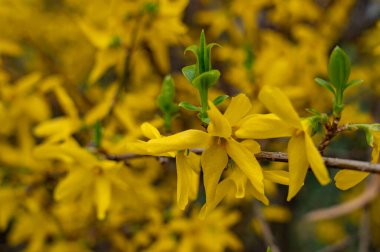 Bulanık sarı arka planda sarı çiçekli bir dal. Doğal çiçek arkaplanı.